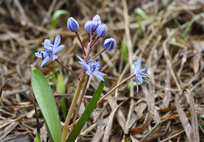  дволиста (Scilla bifolia)